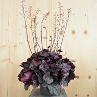 Heuchera x brizoides Silverlord im 21 cm-Topf