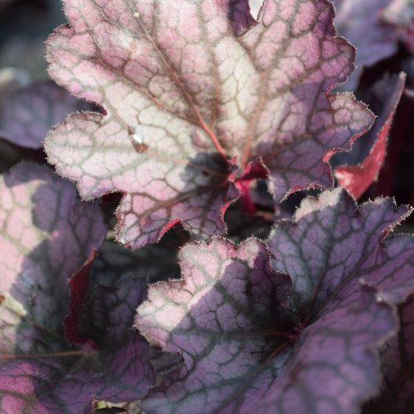 Heuchera x brizoides Silverlord im 21 cm-Topf