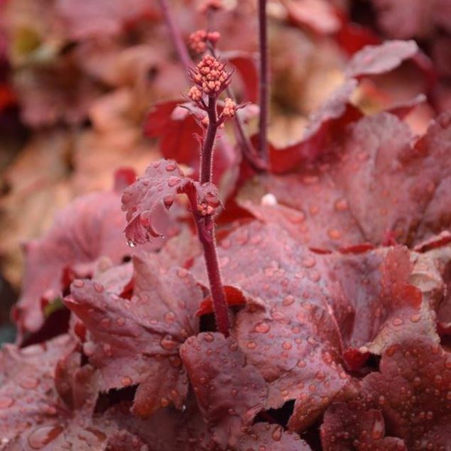 Heuchera x brizoides Fire Alarm im 21 cm-Topf