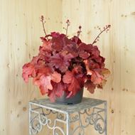 Heuchera x brizoides Fire Alarm im 21 cm-Topf