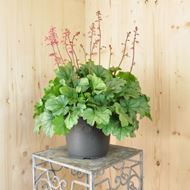 Heuchera x brizoides Mint Marquess im 21 cm-Topf