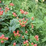 Hypericum calycinum Red im 21 cm-Topf