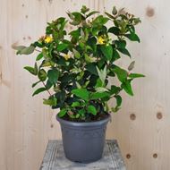 Hypericum calycinum Red im 21 cm-Topf