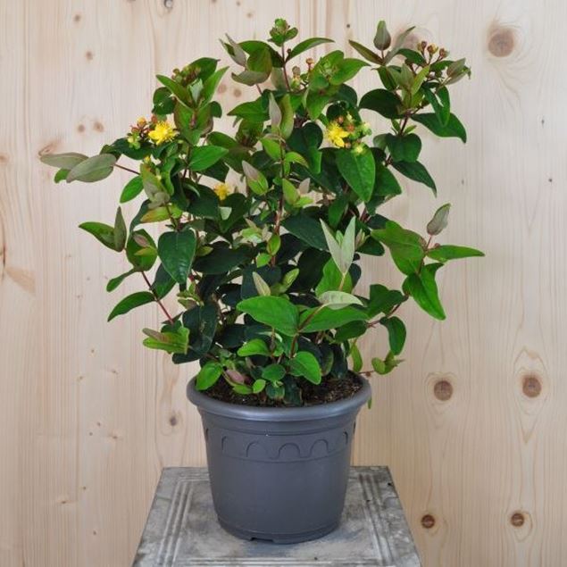 Hypericum calycinum Red im 21 cm-Topf