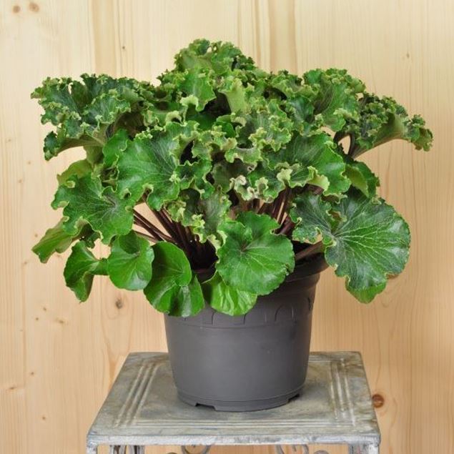 Farfugium japonicum Wavy Gravy im 21 cm-Topf