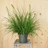 Pennisetum alopecuroides Hameln im 21 cm-Topf