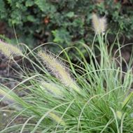 Pennisetum alopecuroides Hameln im 21 cm-Topf