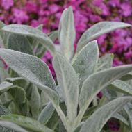 Stachys byzantina im 21 cm-Topf