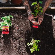 Himbeeren Strauch WEI-RULA 4 Stk.