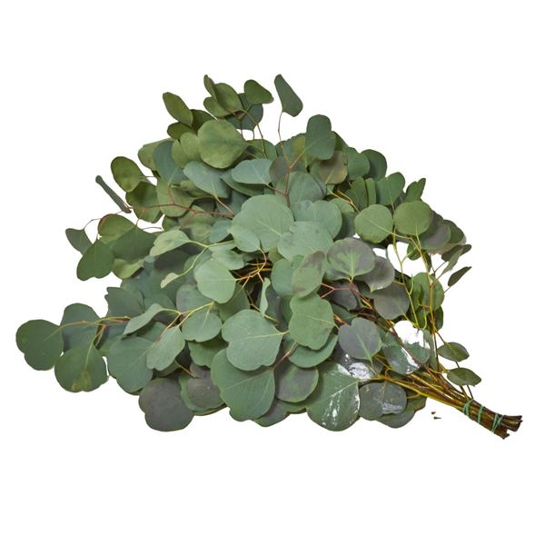 Bild von Eucalyptus 'Populus' Bund 500gr