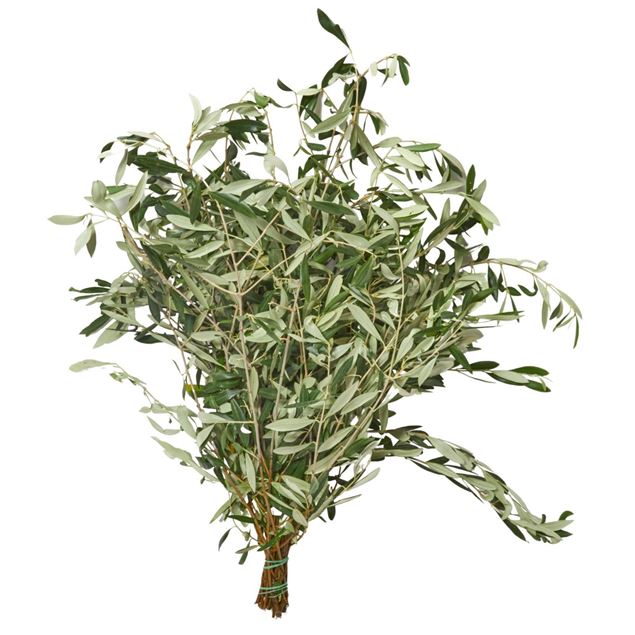 Olea 'europaea' 250 gramm