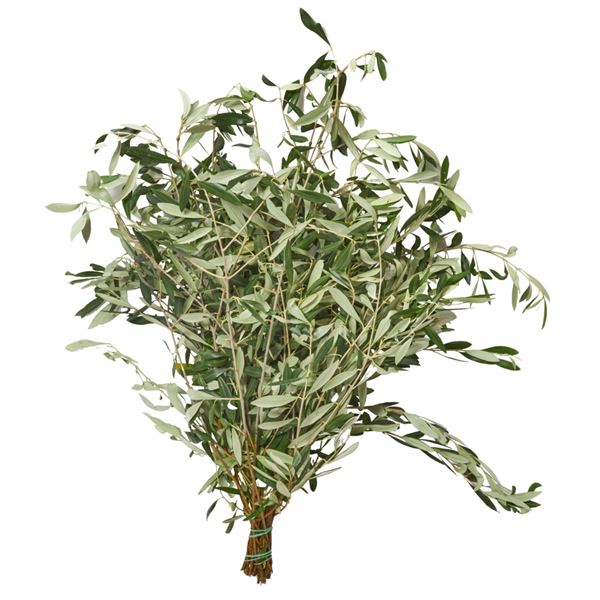 Bild von Olea 'europaea' Bund 500gr