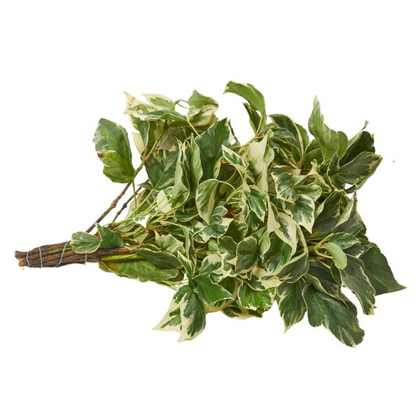 Bild von Hedera helix / Efeu 'panaschiert' Bund 500gr