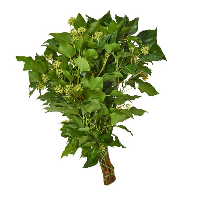 Image de Hedera helix / lierre 'vert' ca. 500gr