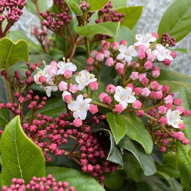 Mittelmeer-Schneeball - Viburnum tinus