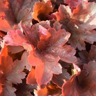 Purpurglöckchen - Heuchera x brizoides