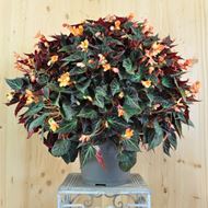 Knollenbegonie - Begonia boliviensis