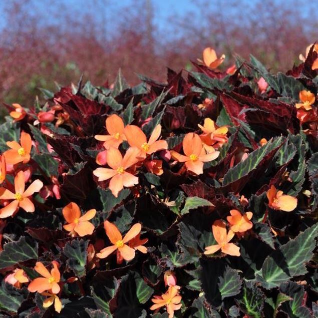 Knollenbegonie - Begonia boliviensis