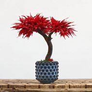 Bild von Ahorn stabilisierter Bonsai - mittel