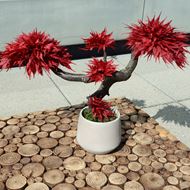 Bild von Ahorn stabilisierter Bonsai - gross