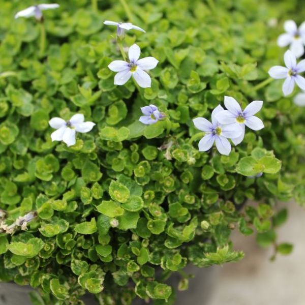 Image sur Faux lobelia australien. - Isotoma fluviatilis