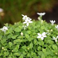 Image sur Faux lobelia australien. - Isotoma fluviatilis