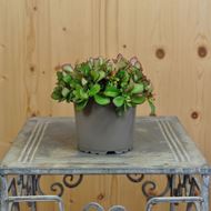 Image sur Purslane - Portulaca oleracea