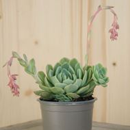 Image sur Rosace Bacopa - Echeveria elegans