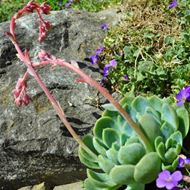 Image sur Rosace Bacopa - Echeveria elegans