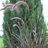 Image sur Herbe à poils de plumes - Pennisetum setaceum