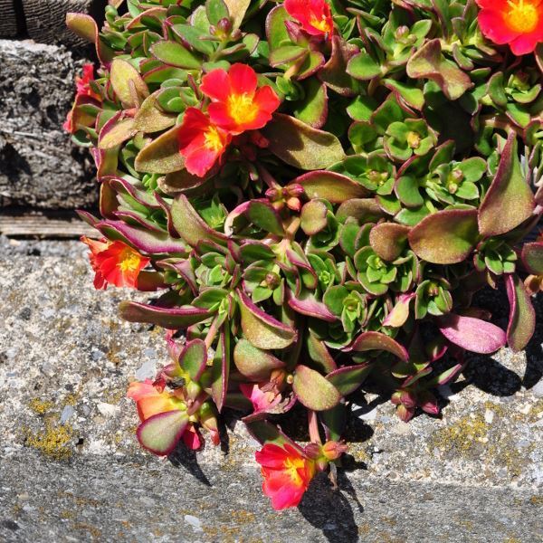 Image sur Purslane - Portulaca oleracea