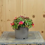 Image sur Purslane - Portulaca oleracea