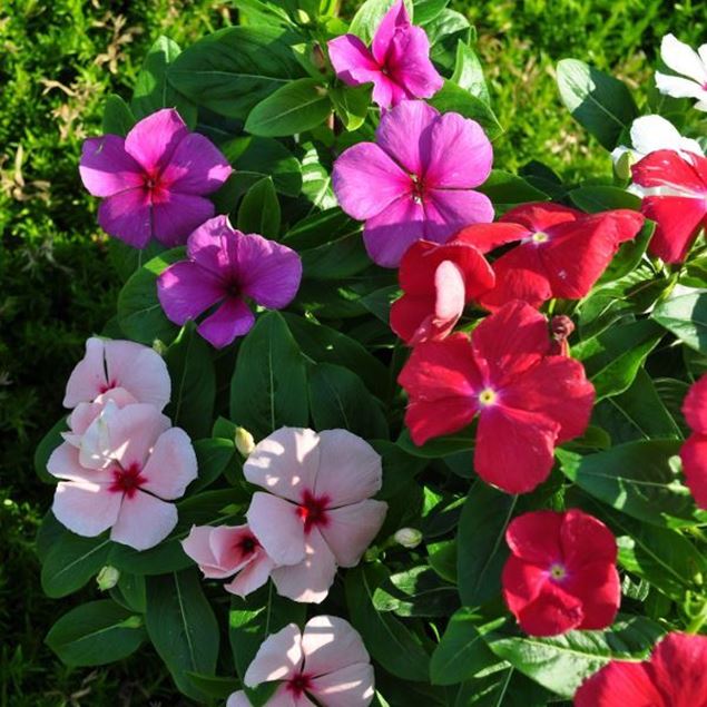 Bild von Madagaskar-Immergrün - Vinca rosea