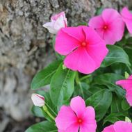 Bild von Madagaskar-Immergrün - Vinca rosea