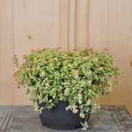 Bild von Polster-Fetthenne - Sedum pellucida