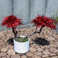 Bild von Ahorn stabilisierter Bonsai - mittel