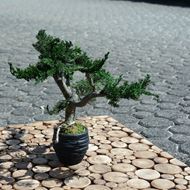 Bild von Stabilisierter Bonsai - klein