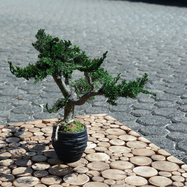 Bild von Stabilisierter Bonsai - klein