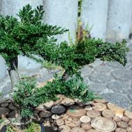 Bild von Stabilisierter Bonsai - klein