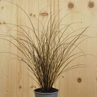 Image sur Carex brun - Carex petriei