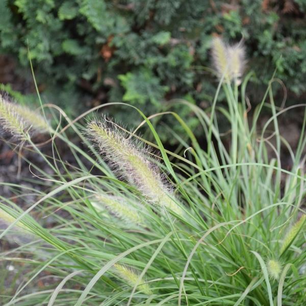 Image sur Herbe à poils de plumes - Pennisetum alopecuroides