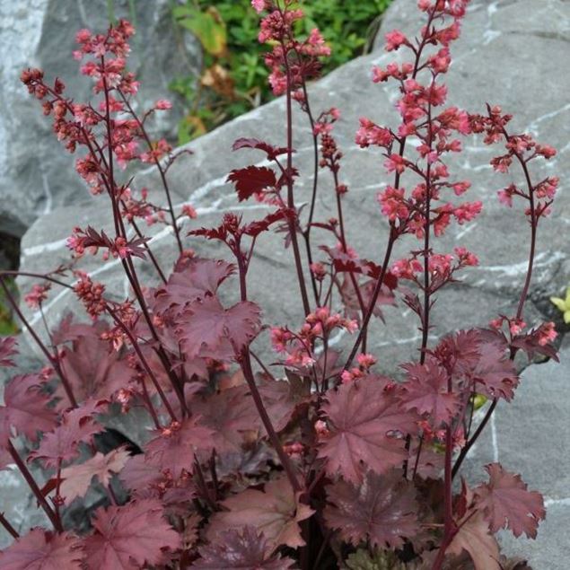 Image de Cloches pourpres - Heuchera x brizoides