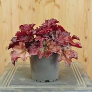 Bild von Purpurglöckchen - Heuchera x brizoides