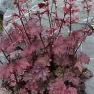 Bild von Purpurglöckchen - Heuchera x brizoides