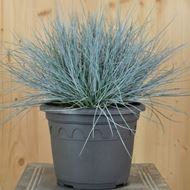 Image sur Fétuque bleue du jardin - Festuca cinerea