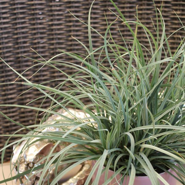 Hirsen-Segge - Carex panicea