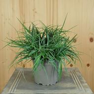 Hirsen-Segge - Carex panicea