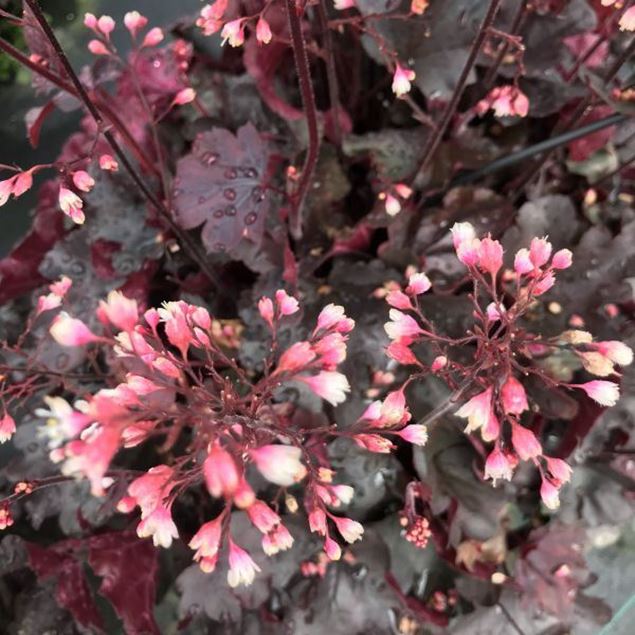 Image de Cloches pourpres - Heuchera x brizoides