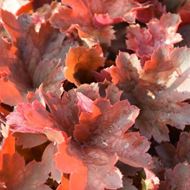 Bild von Purpurglöckchen - Heuchera x brizoides