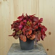 Image sur Cloches pourpres - Heuchera x brizoides